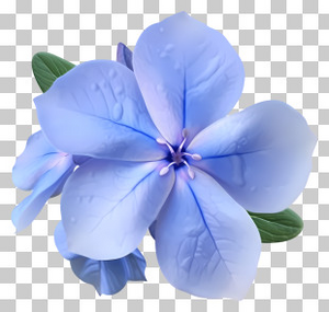 Blue Flower Test